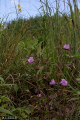 Agalinis auriculata