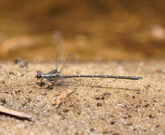Austroargiolestes isabellae