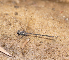 Austroargiolestes isabellae