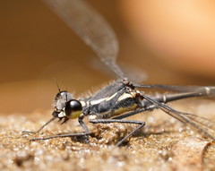 Austroargiolestes isabellae