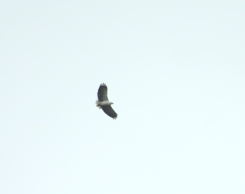 Mantled Hawk (Pseudastur polionotus)