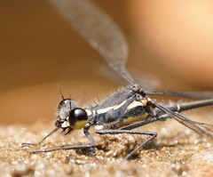 Austroargiolestes isabellae