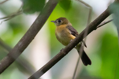 Myiobius sulphureipygius