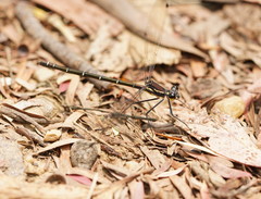 Austroargiolestes isabellae