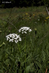 Valeriana uliginosa