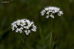 Valeriana uliginosa
