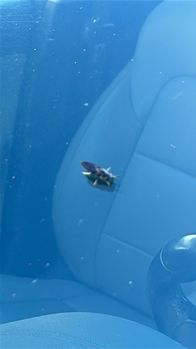 Unknown species found near Highland Ct, Warrenton, VA, US