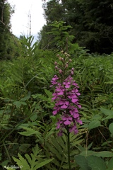 Platanthera peramoena