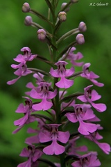 Platanthera peramoena