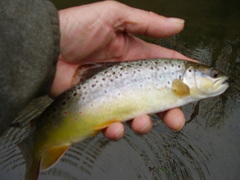 Salmo trutta fario