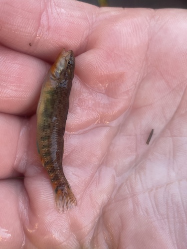 Etheostoma caeruleum