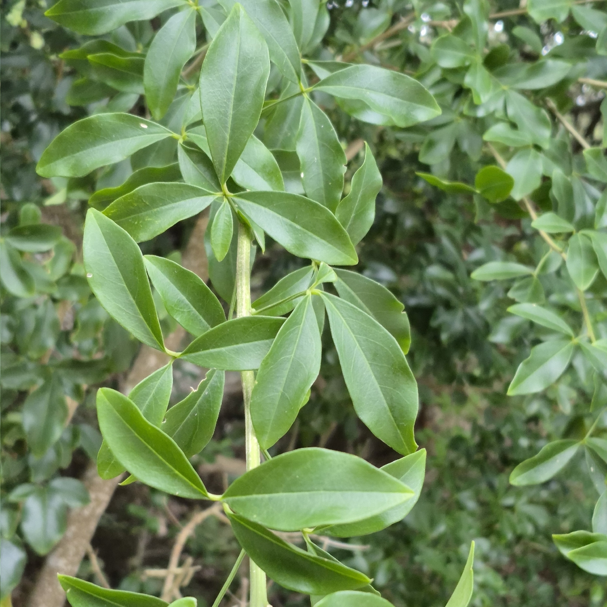 Bush Maerua (Maerua afra)