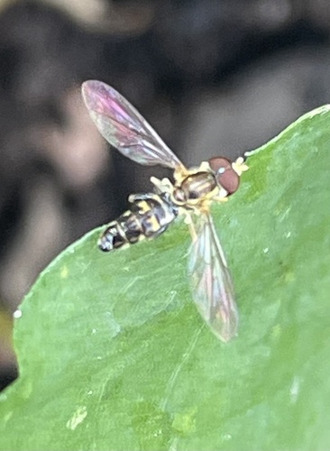Unknown species found near Long Island, New York, NY, US