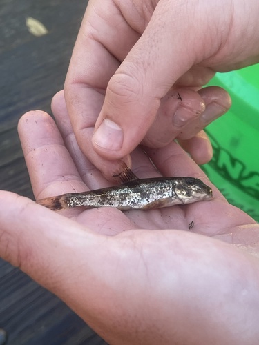 Hypentelium nigricans
