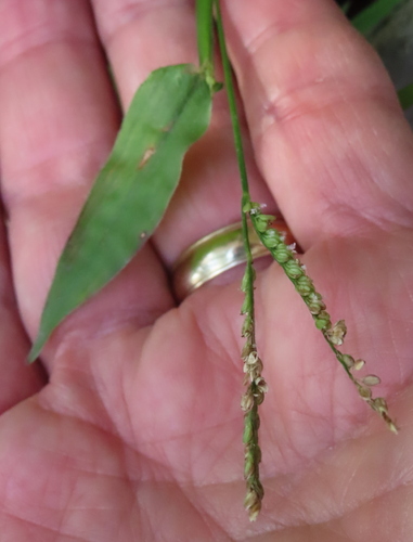 Paspalum nutans observed 2025-10-19