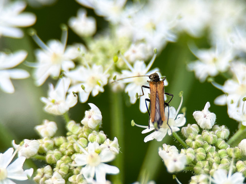 Gemeiner Schenkelkäfer