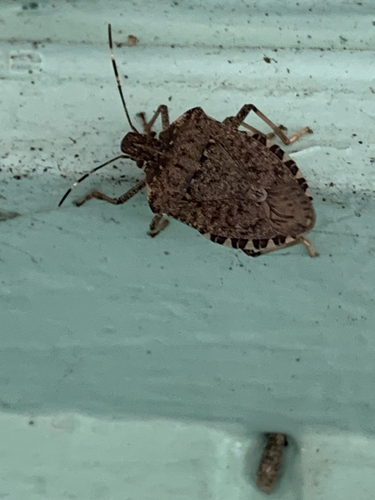 Brown Marmorated Stink Bug