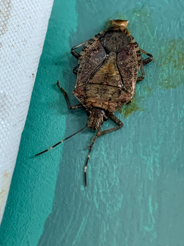 Brown Marmorated Stink Bug