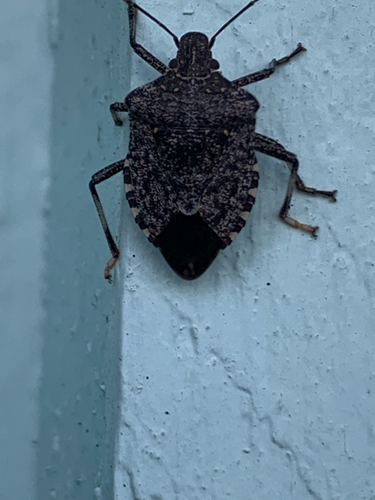 Brown Marmorated Stink Bug