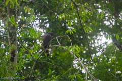 Geranospiza caerulescens image