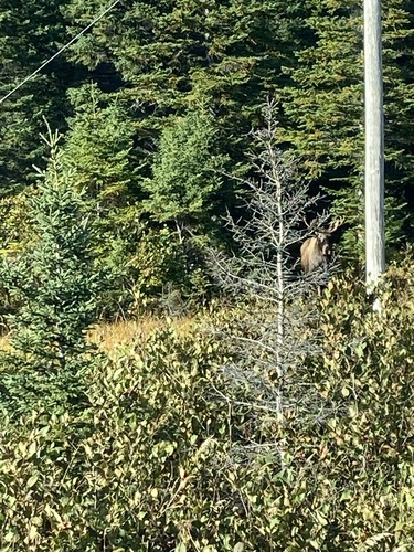 Moose