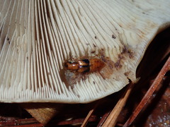 Oxyporus lateralis