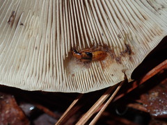 Oxyporus lateralis
