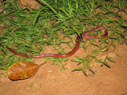 Crowned False Boa