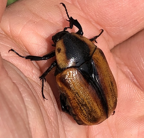 Cowboy Beetle photo 3