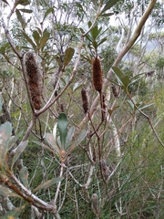 Banksia paludosa