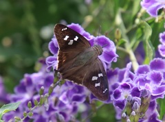 Polygonus leo arizonensis