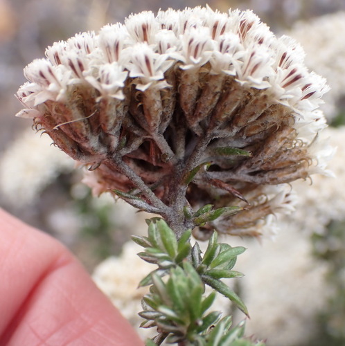 Doll Blombush (Metalasia massonii)