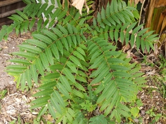 Toona sinensis