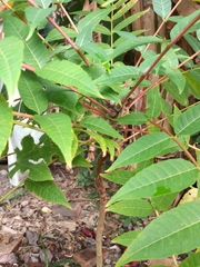 Toona sinensis