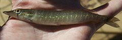 Esox americanus