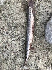 Lepisosteus platostomus