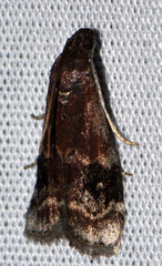 Euzophera semifuneralis