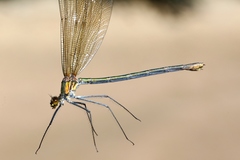 Calopteryx amata