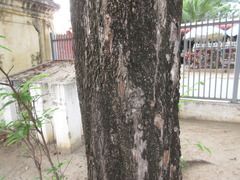 Tamarindus indica