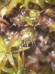 Ptychostomum imbricatulum