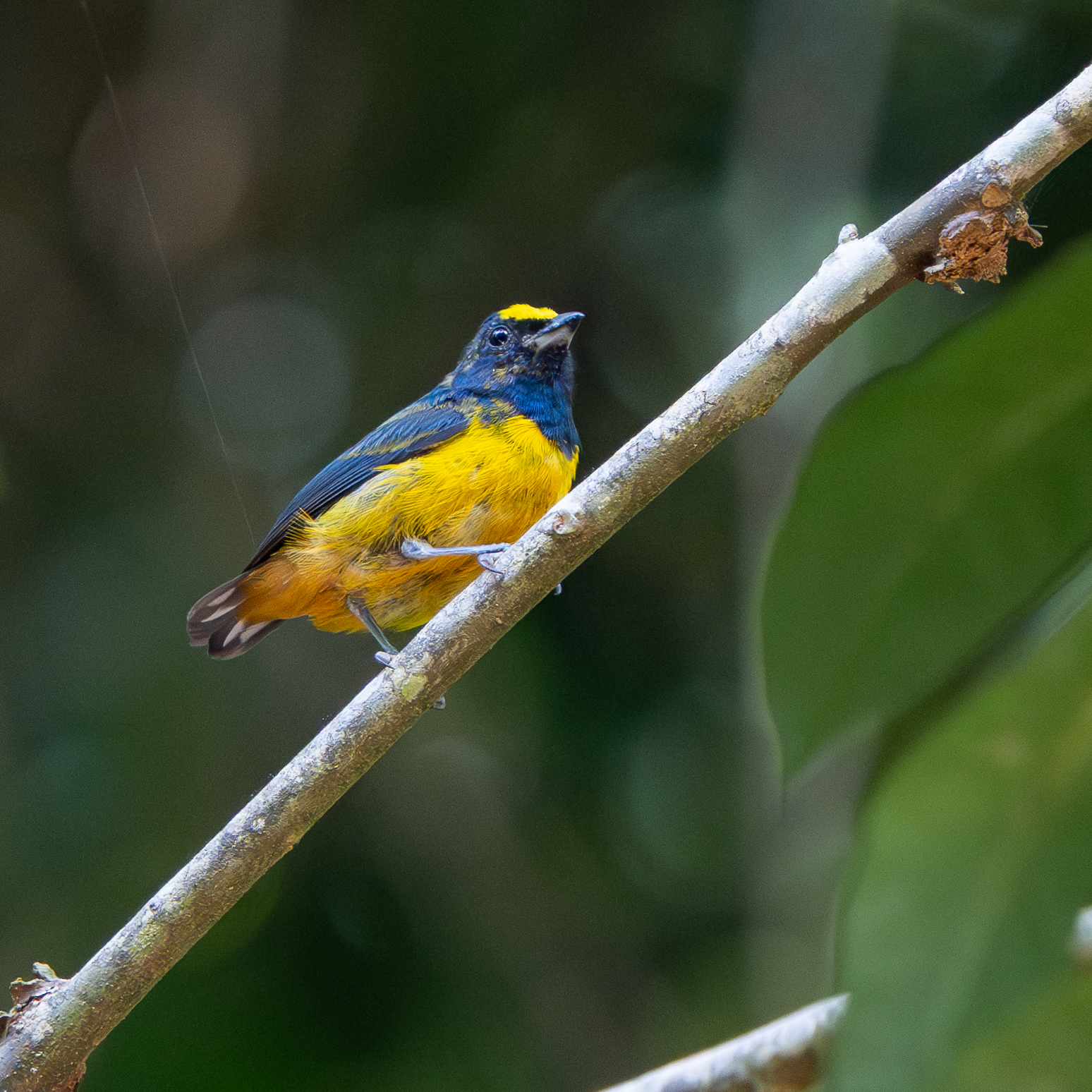 Fulvous-vented Euphonia (Euphonia fulvicrissa), photo 6