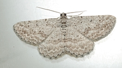 Psilosticha absorpta