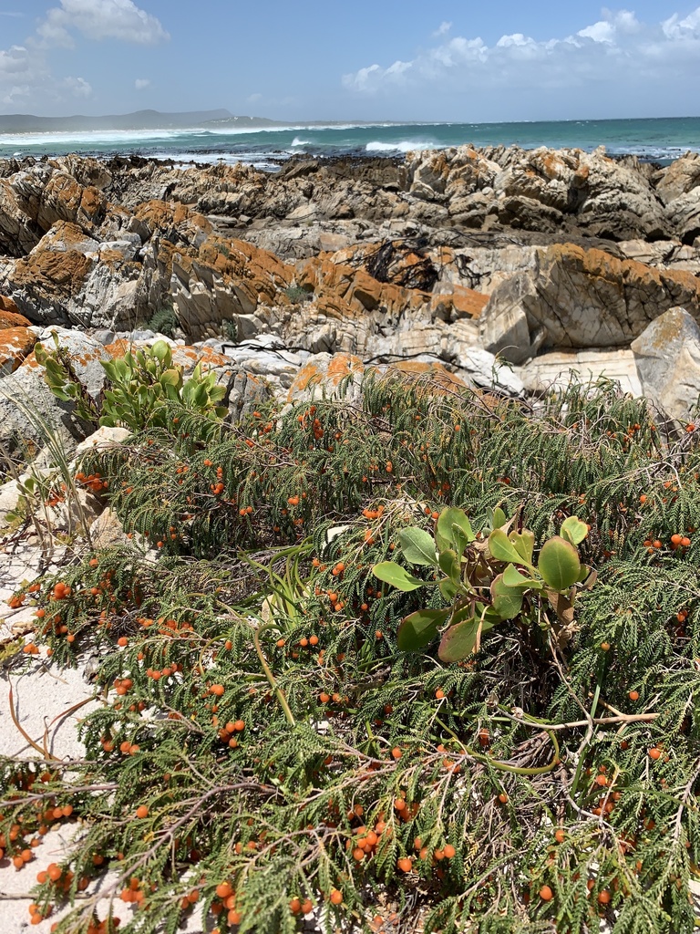 Passerina ericoides, Overberg, ZA-WC, ZA, by daverichardson