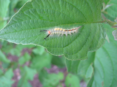 Orgyia leucostigma