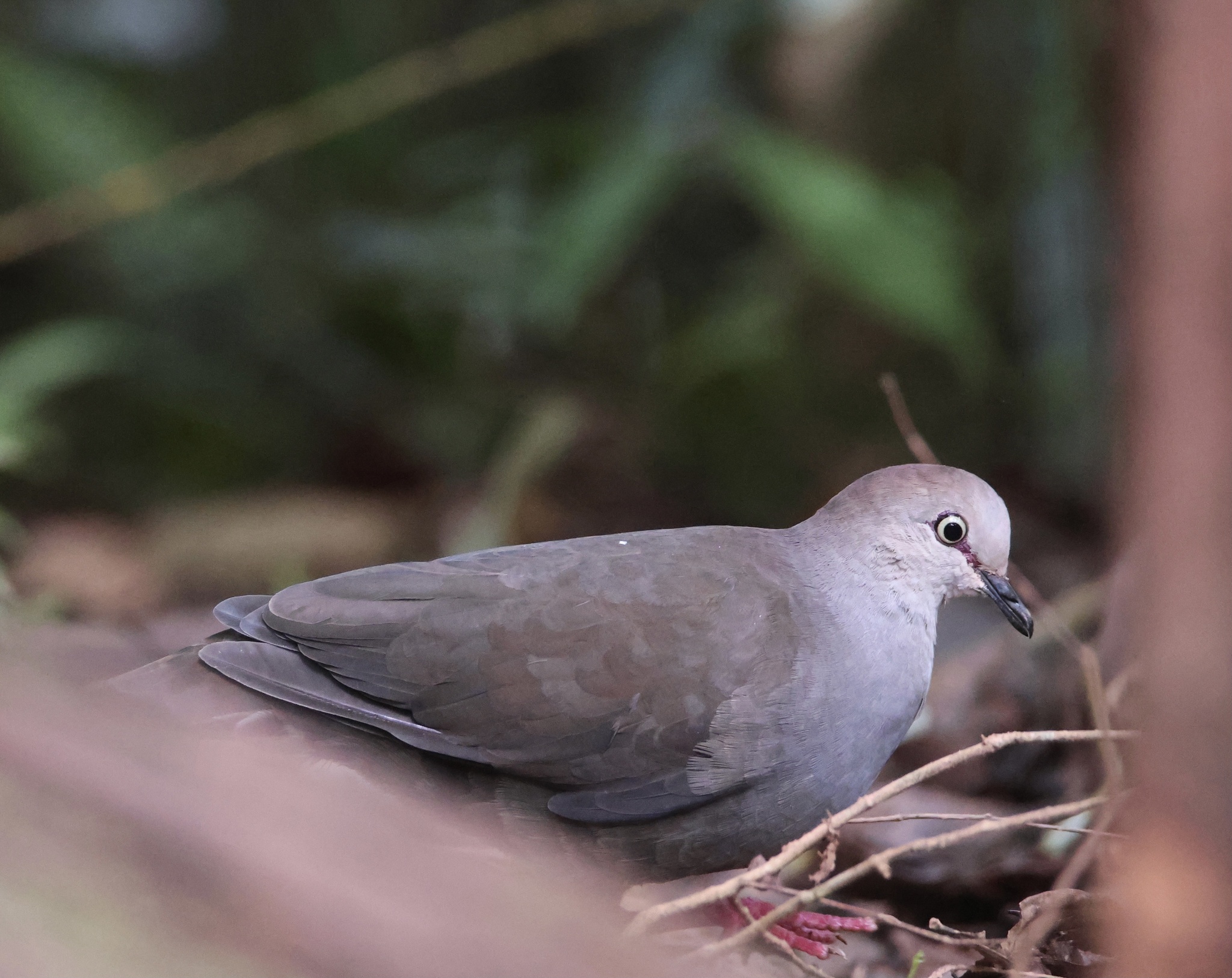 Grey-chested Dove (Leptotila cassinii)