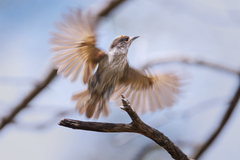 Nesoctites micromegas