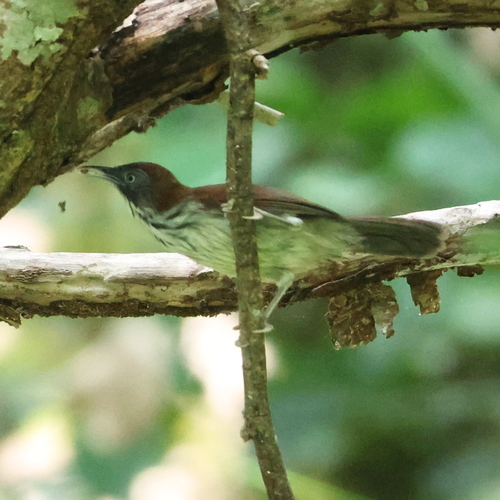 Bold-striped Tit-Babbler (Mixornis bornensis), photo 9