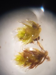 Ptychostomum imbricatulum