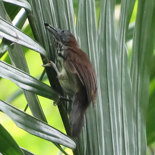 Bold-striped Tit-Babbler (Mixornis bornensis), photo 10