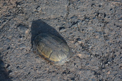 Kinosternon scorpioides scorpioides